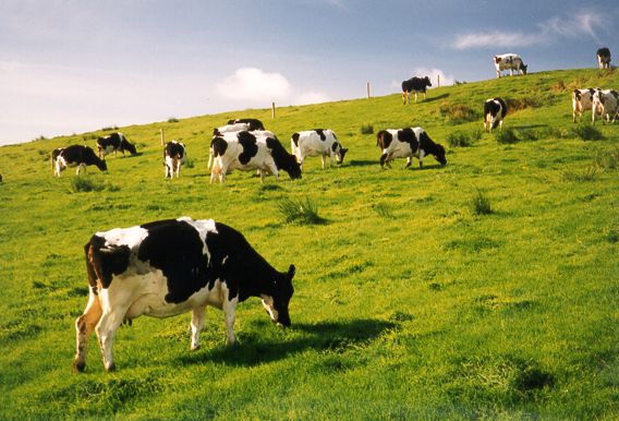 Cows